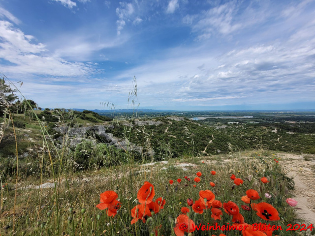 Cavaillon 2024