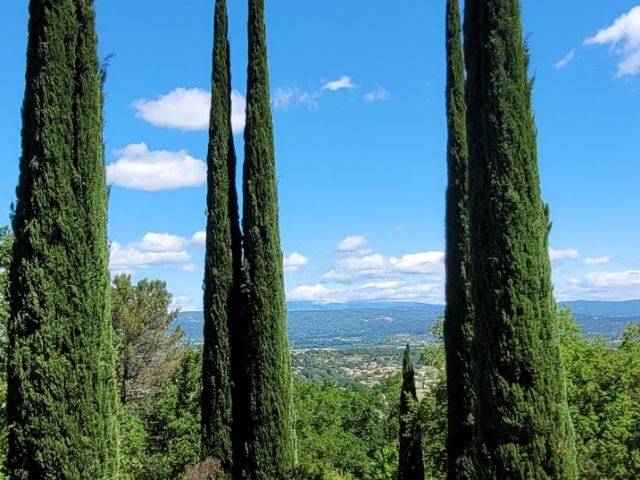 Die Blüten in Cavaillon