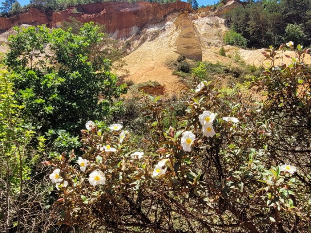 Die Blüten in Cavaillon
