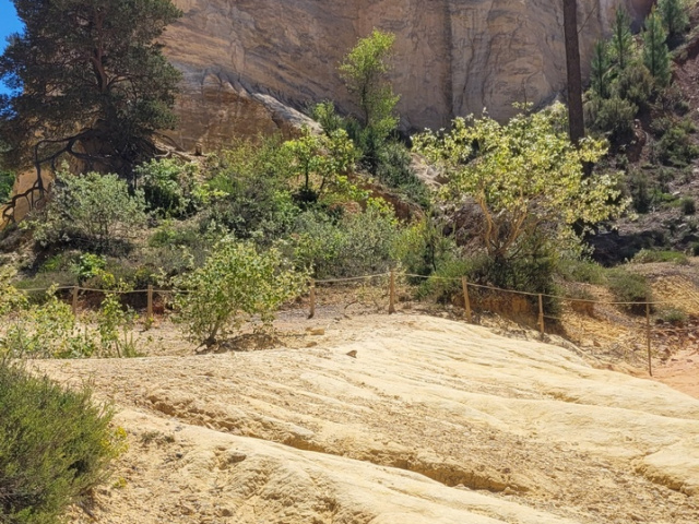Die Blüten in Cavaillon