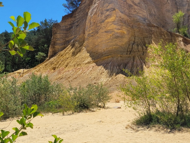 Die Blüten in Cavaillon